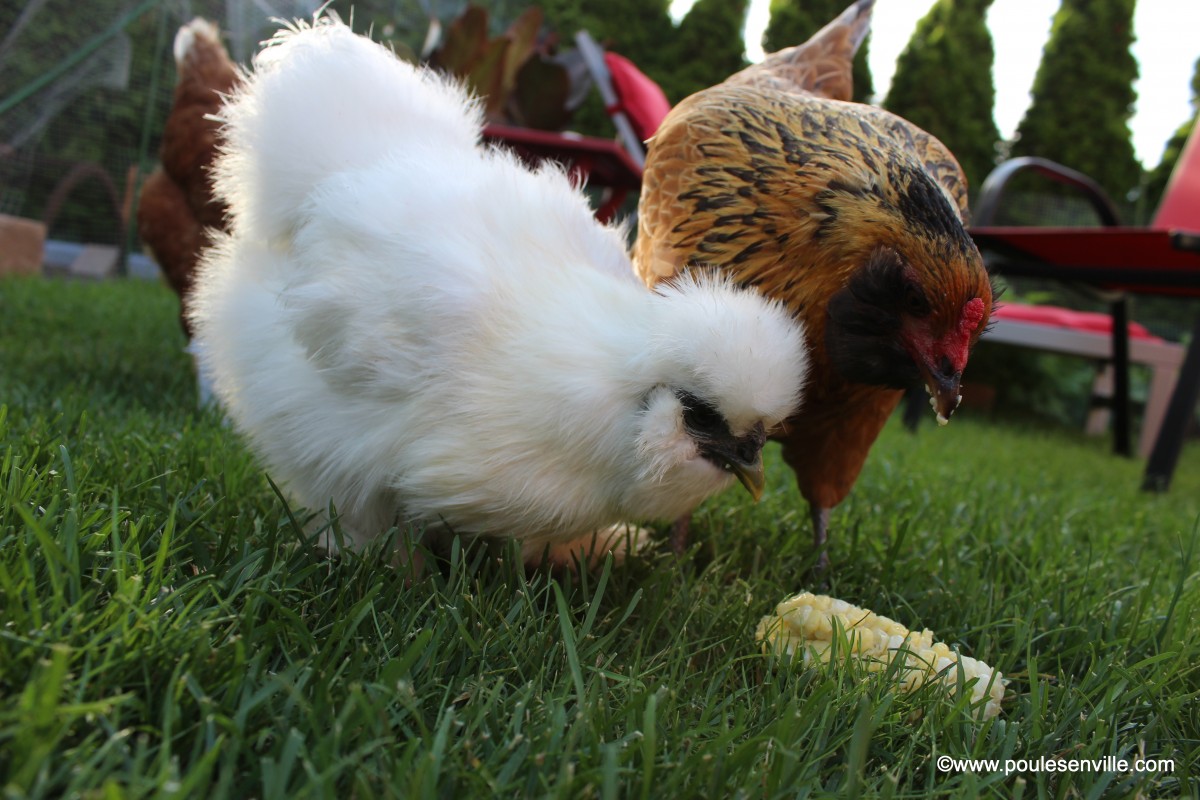 Especes De Poules Poules En Ville