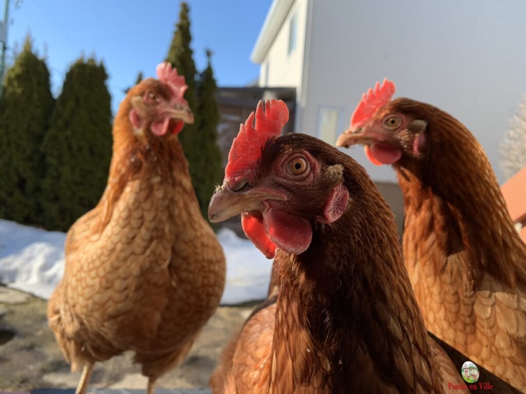 acceuillir des poules
