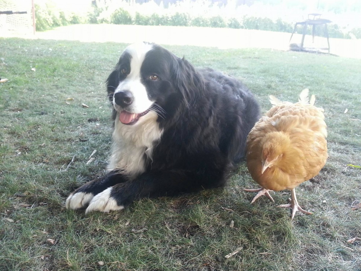 animaux et poules