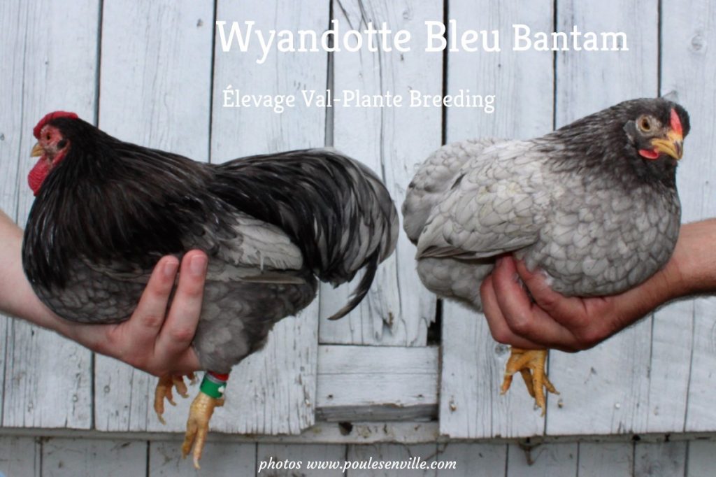 wyandotte