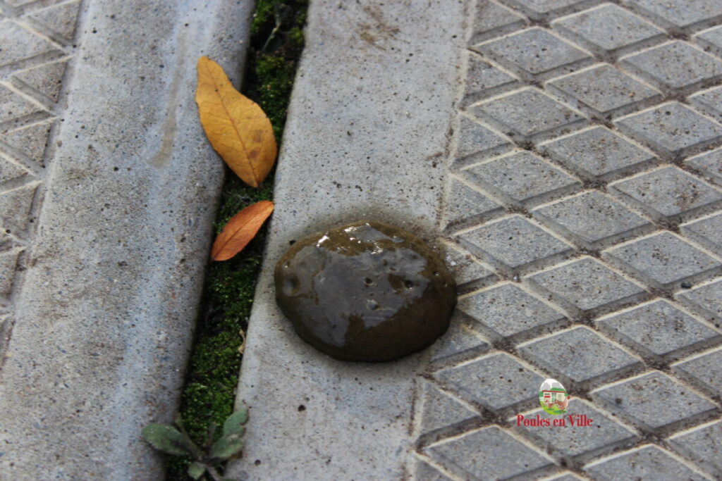 fientes cécales