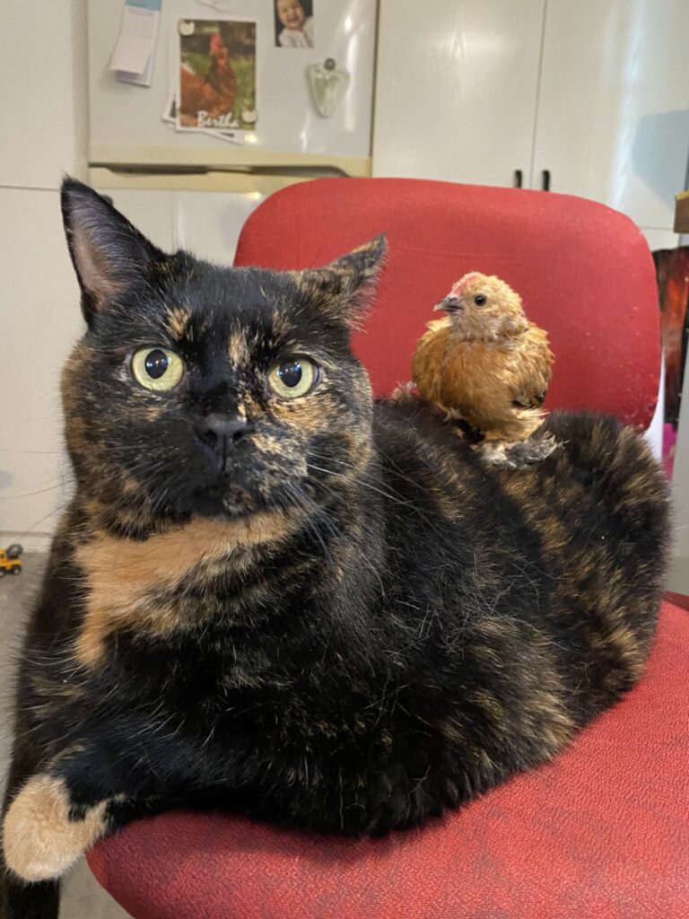 chat et poussin
