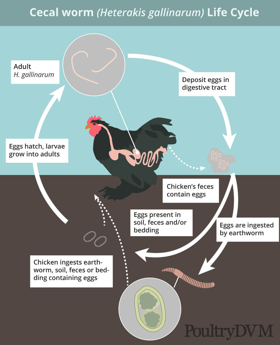 Les poux rouges chez la poule : symptômes, diagnostic, traitement et  prévention
