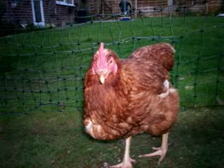 Comment Prevenir Et Soigner Les Problemes Du Jabot Poules En Ville
