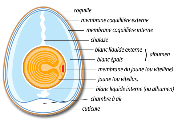 anatomie oeuf