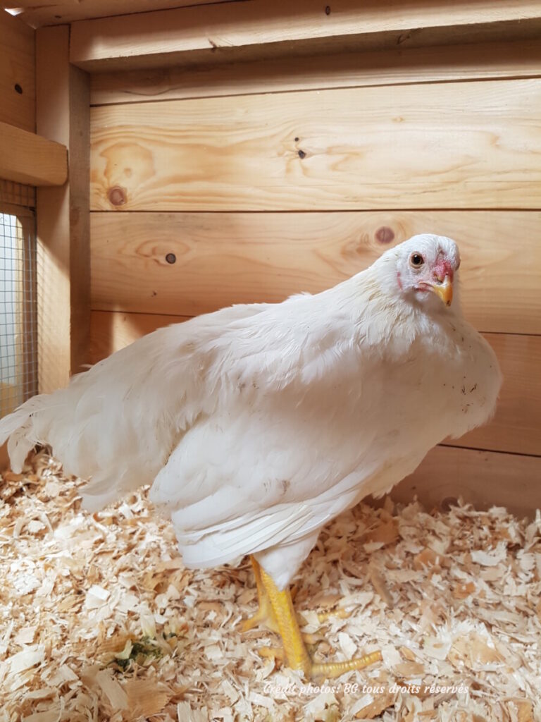 Quelle litière choisir pour le pondoir de mes poules ?