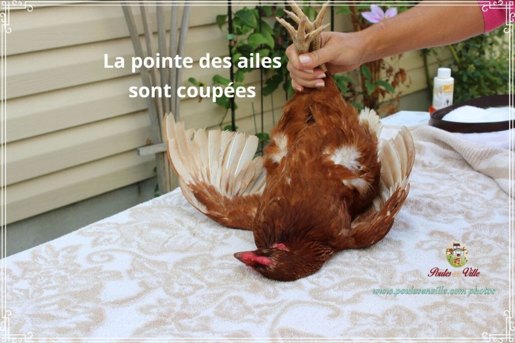 couper les ailes