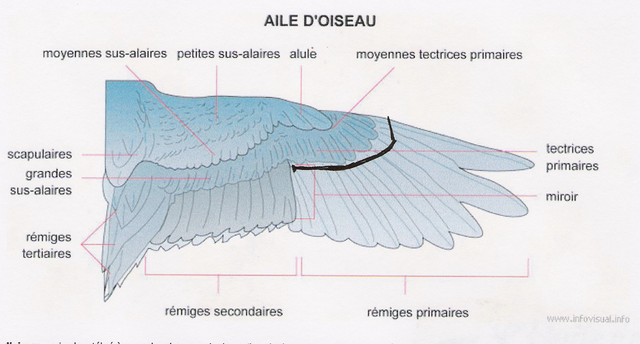 aile oiseau