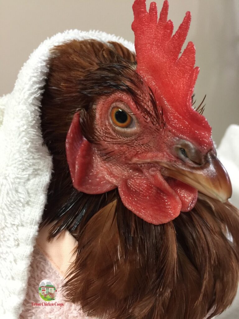 poule en observation