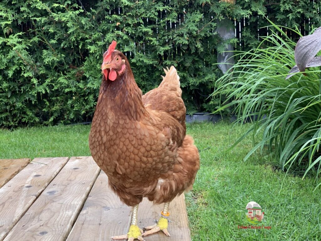 poules avec vet wrap