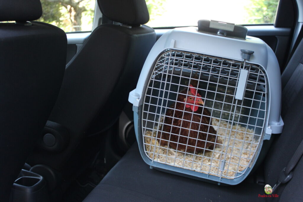 transport auto poule