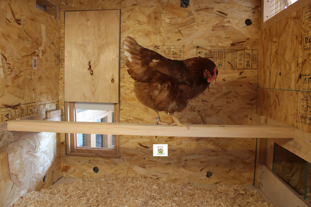 Bien choisir la litière pour les poules 🐓 Mon avis sur celles que j'ai  testé au poulailler 