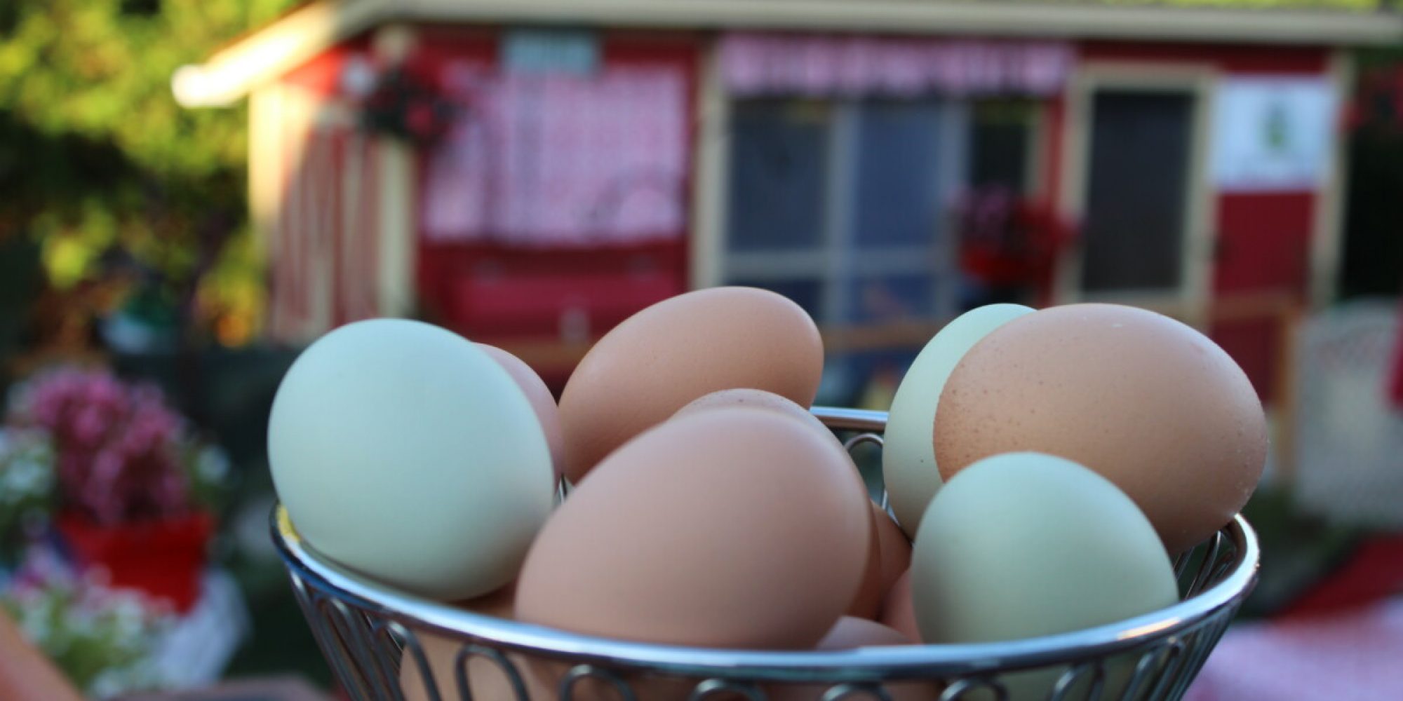 Nettoyage des oeufs à la brosse