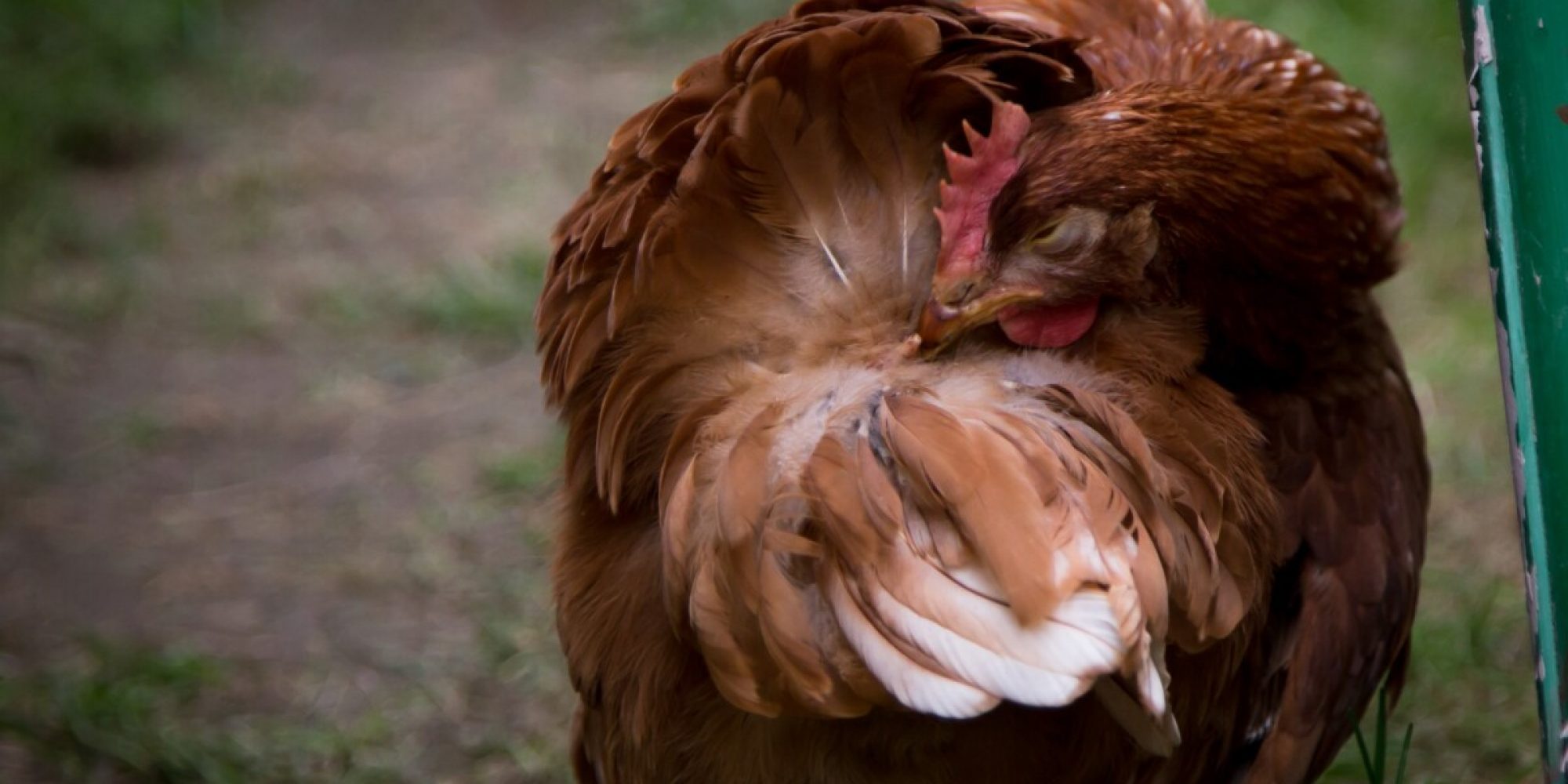 Bienfaits de la terre de diatomée pour les poules